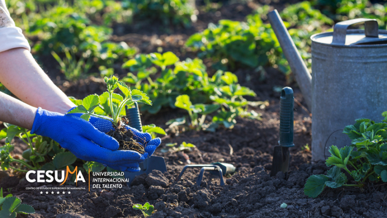¿Qué es la huella ecológica humana y por qué nos afecta?