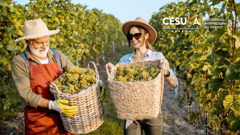 viñadores-recolectando-uvas-del-viñedo