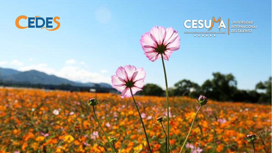 flores-del-campo flores-del-campo