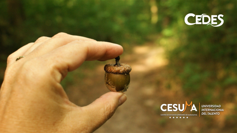 mano-sosteniendo-bellota