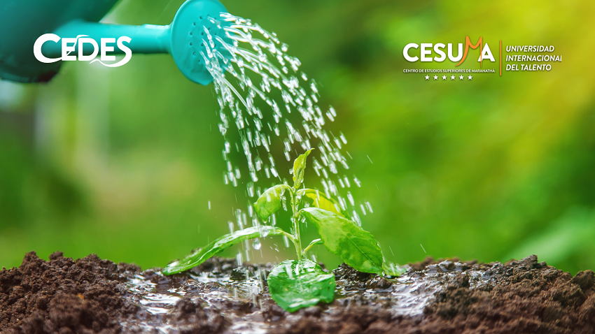 regando-planta regando-planta