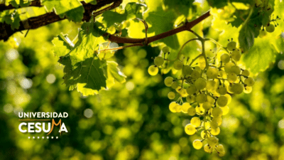 ¿Cuánto sabes sobre Enoturismo? ¿Cuánto sabes sobre Enoturismo?