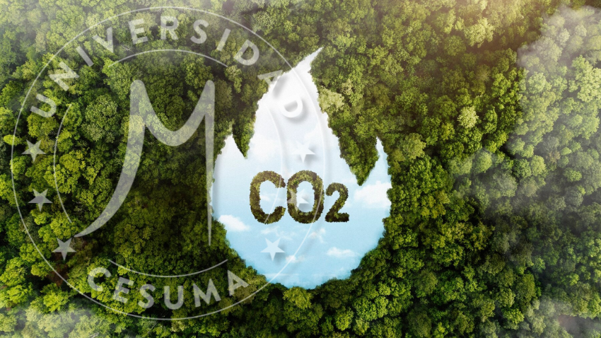 Estrategias para reducir la huella de carbono en las organizaciones Estrategias para reducir la huella de carbono en las organizaciones